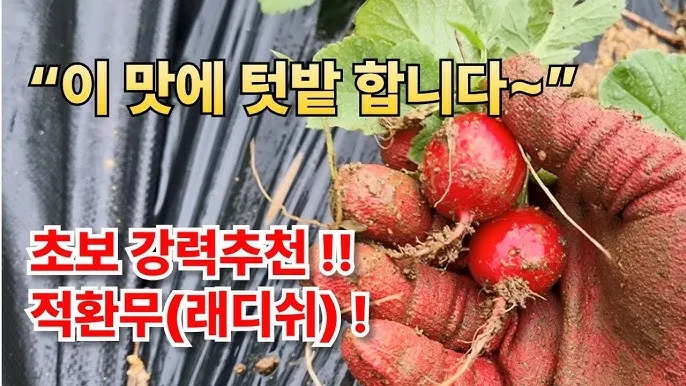 래디시 재배 직파 요령 솎아주기 토양 pH 맞추기_5
