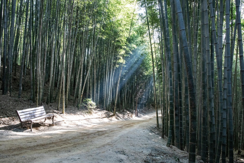 담양 죽녹원 사진