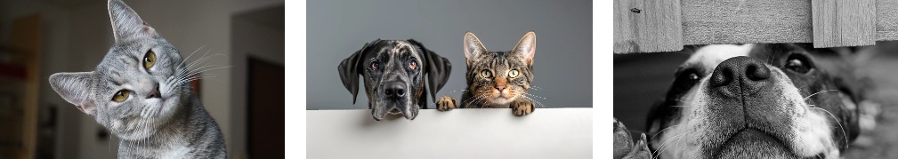 강아지 고양이 공통점 차이점