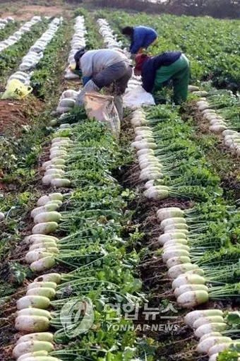 가을무 재배 방법과 요령, 심기, 수확시기, 온도, 파종 방법과 시기_51