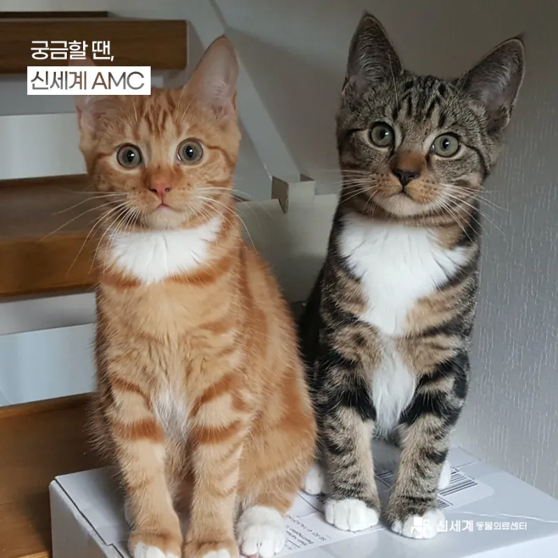 &amp;quot;고양이