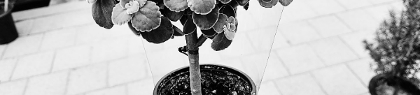 장미허브 외목대 - 2