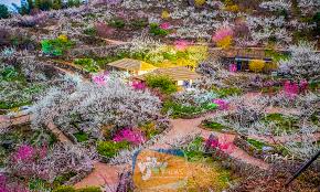 제23 회 광양매화 축제 기본 일정 및 프로그램 그리고 2024 신춘 음악회 공연 일정과 티켓팅 예매 방법 