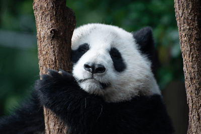 인기 절정 ‘푸바오’