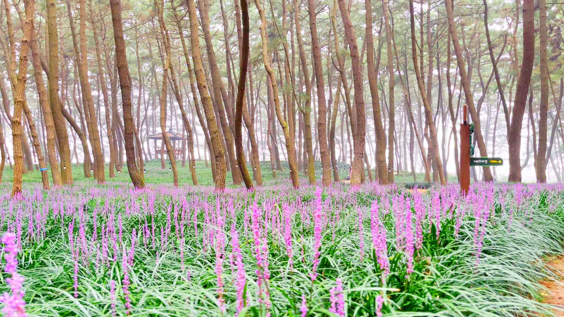 장항 맥문동꽃 축제