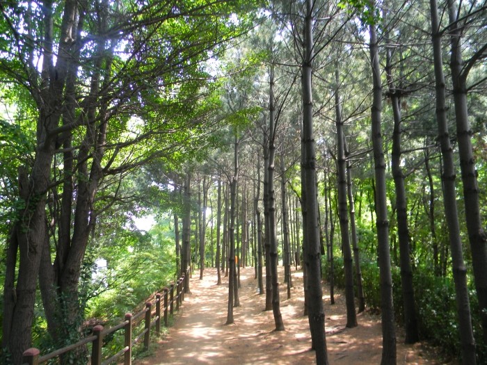 서달산 잣나무숲길 (동작충효길 고구동산길)