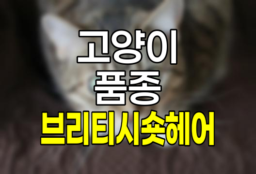 브리티시숏헤어 고양이, 성격, 특징, 브리티시롱헤어와의 차이점 완벽 정보
