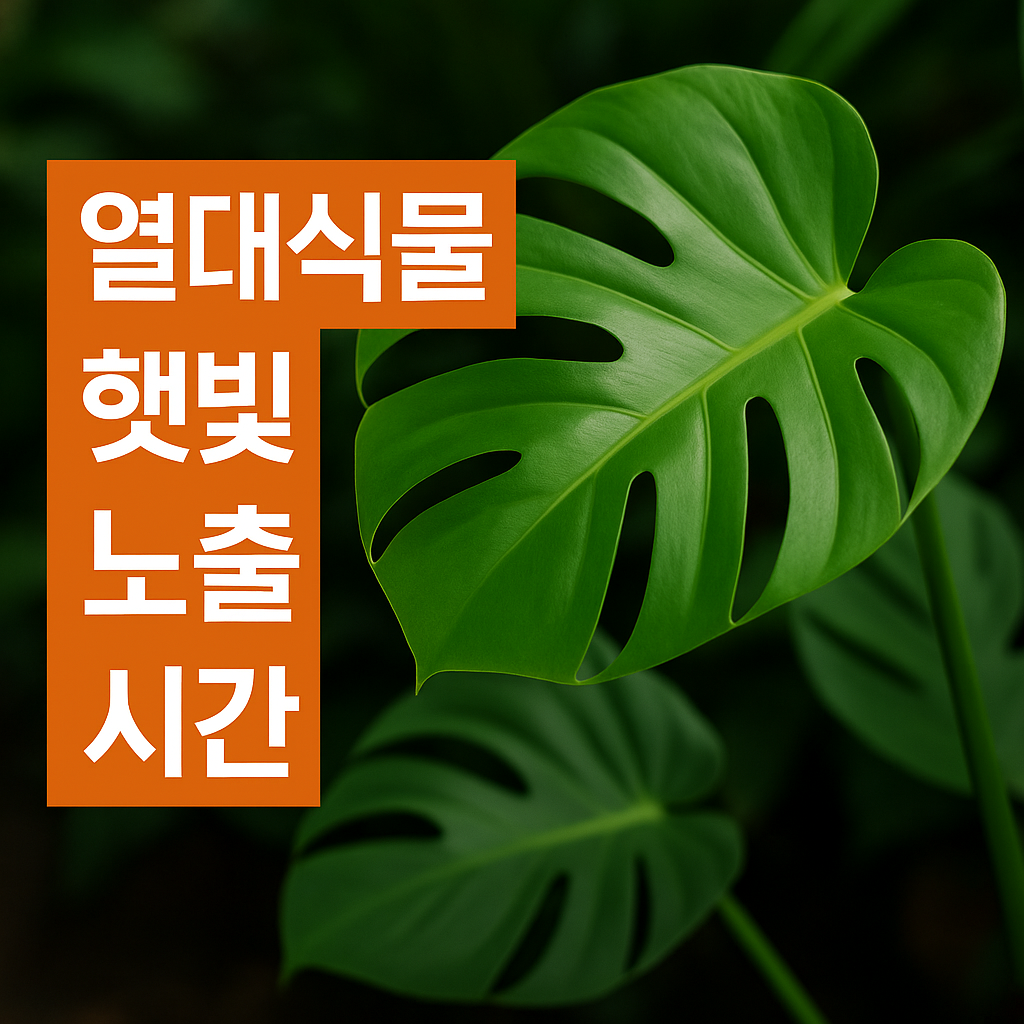 열대식물과 햇빛