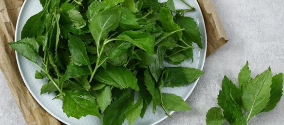 부지깽이나물 1