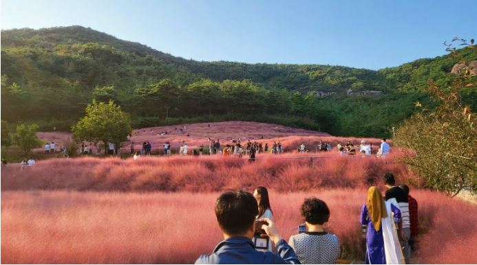 고창 핑크뮬리 축제