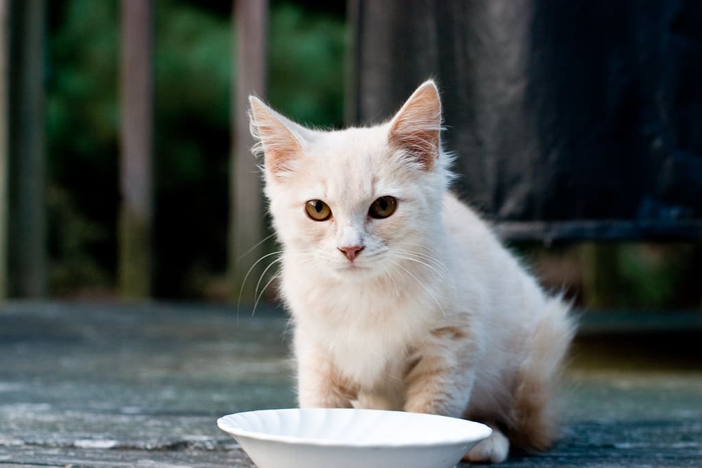 새끼고양이 분유