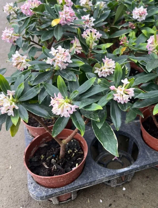 천리향 키우기와 향을 오래 유지하는 방법_6