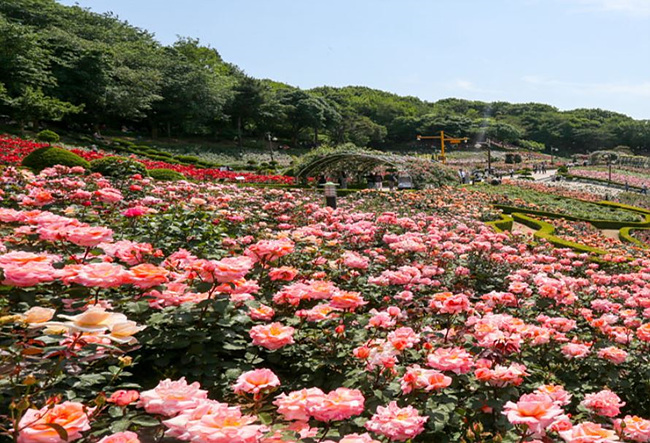 부천 백만송이 장미축제 장미 사진
