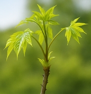 엄나무 효능 부작용
