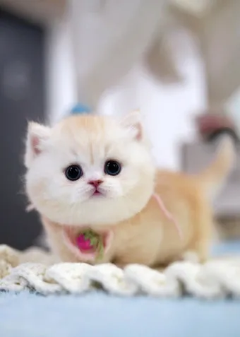 먼치킨 고양이 유전병_13