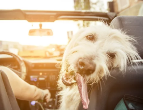 강아지 헥헥거리는 모습/출처:어도비스톡