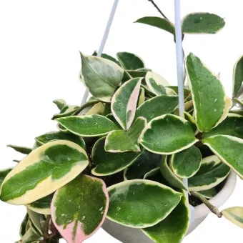 호야 키우기 꽃피우기 번식법 알고 물주기_6