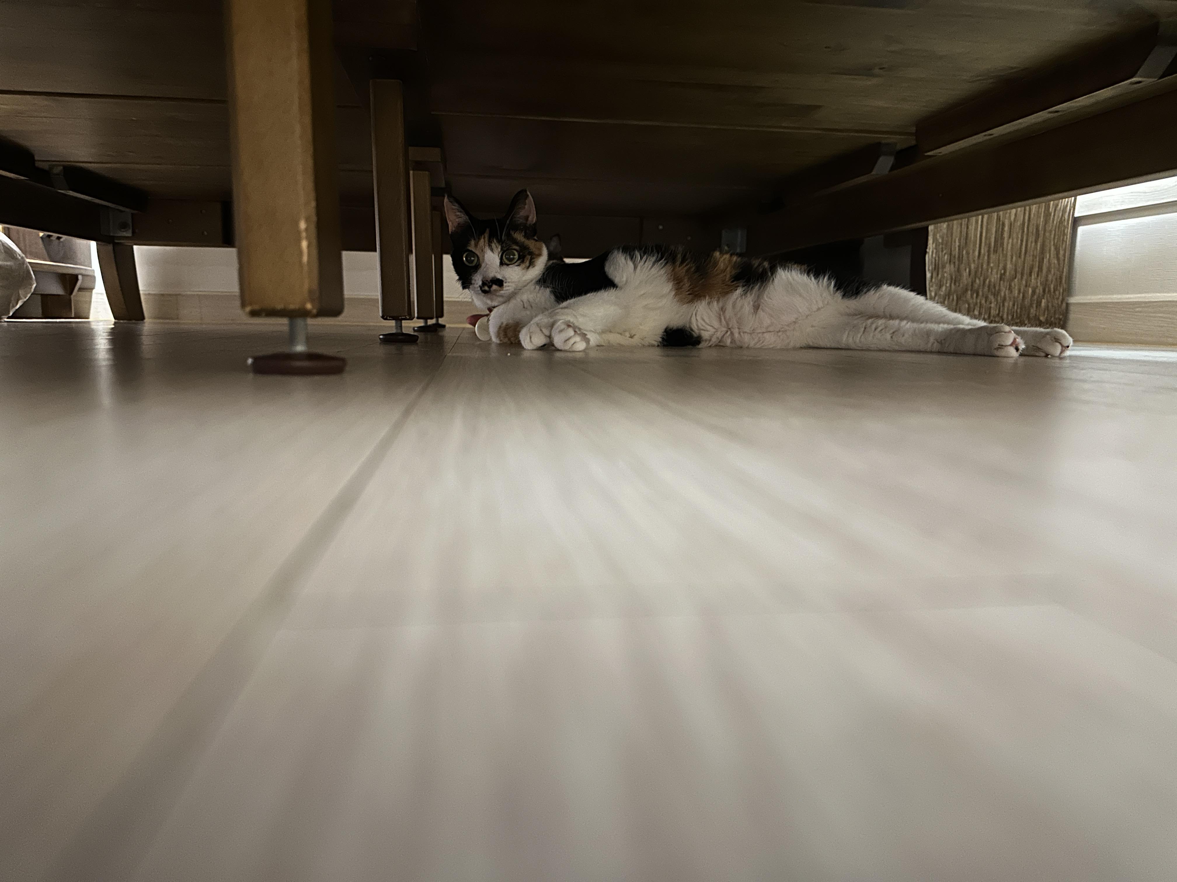 침대_아래에_늘어져_있는_다다