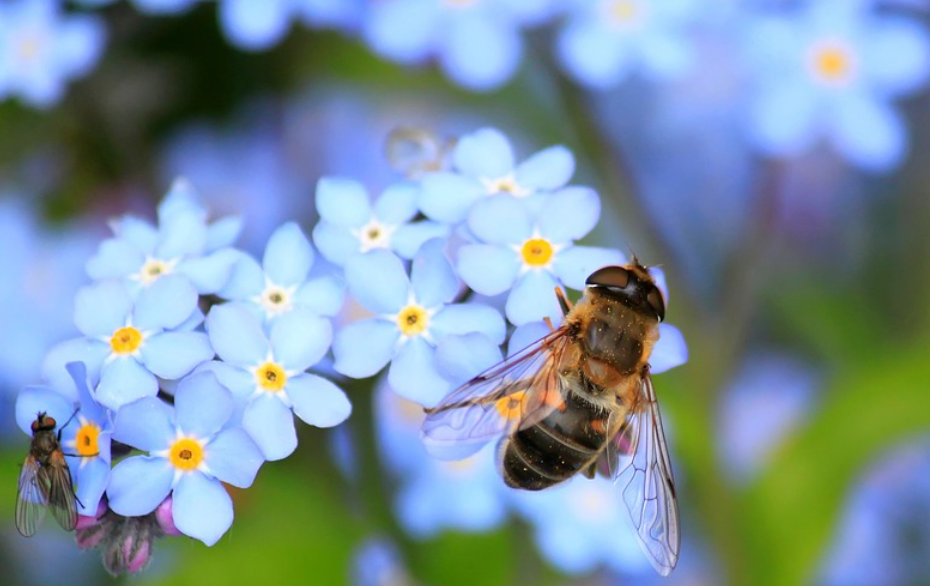 벌 나오는 꿈, 벌에 쏘이는 꿈, 해석 뜻풀이