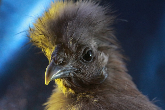 2024년 닭띠운세