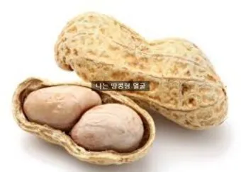 땅콩 심는시기 파종법 중부 남부_10