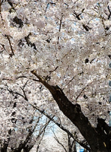 여의도 벚꽃축제 일정