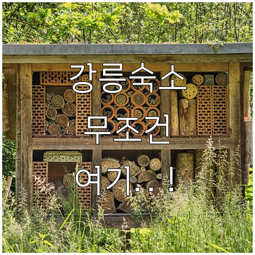 강릉 숙소 추천 베스트 5 호텔 펜션..