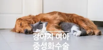 강아지 백내장 수술비용 현실 증상 예방법 보호자 가이드 정리_11