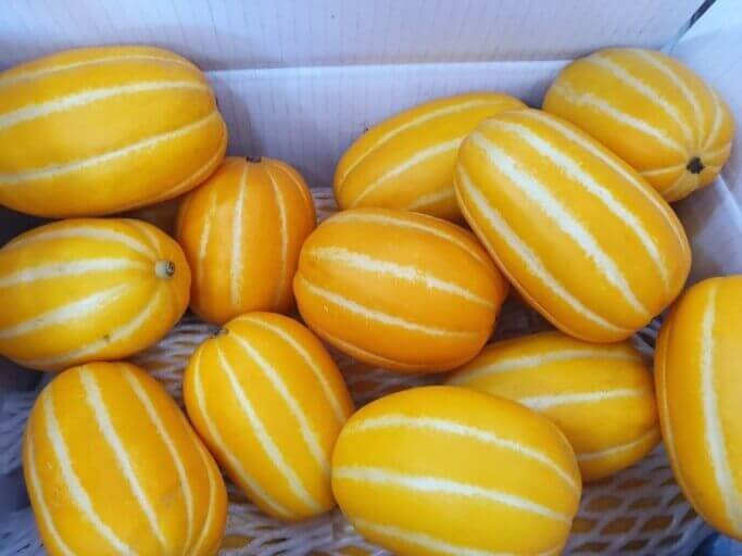 여름 제철 과일 참외 놀라운 10가지 효능과 부작용 및 참외 씨&amp;#44; 참외 껍질 효능