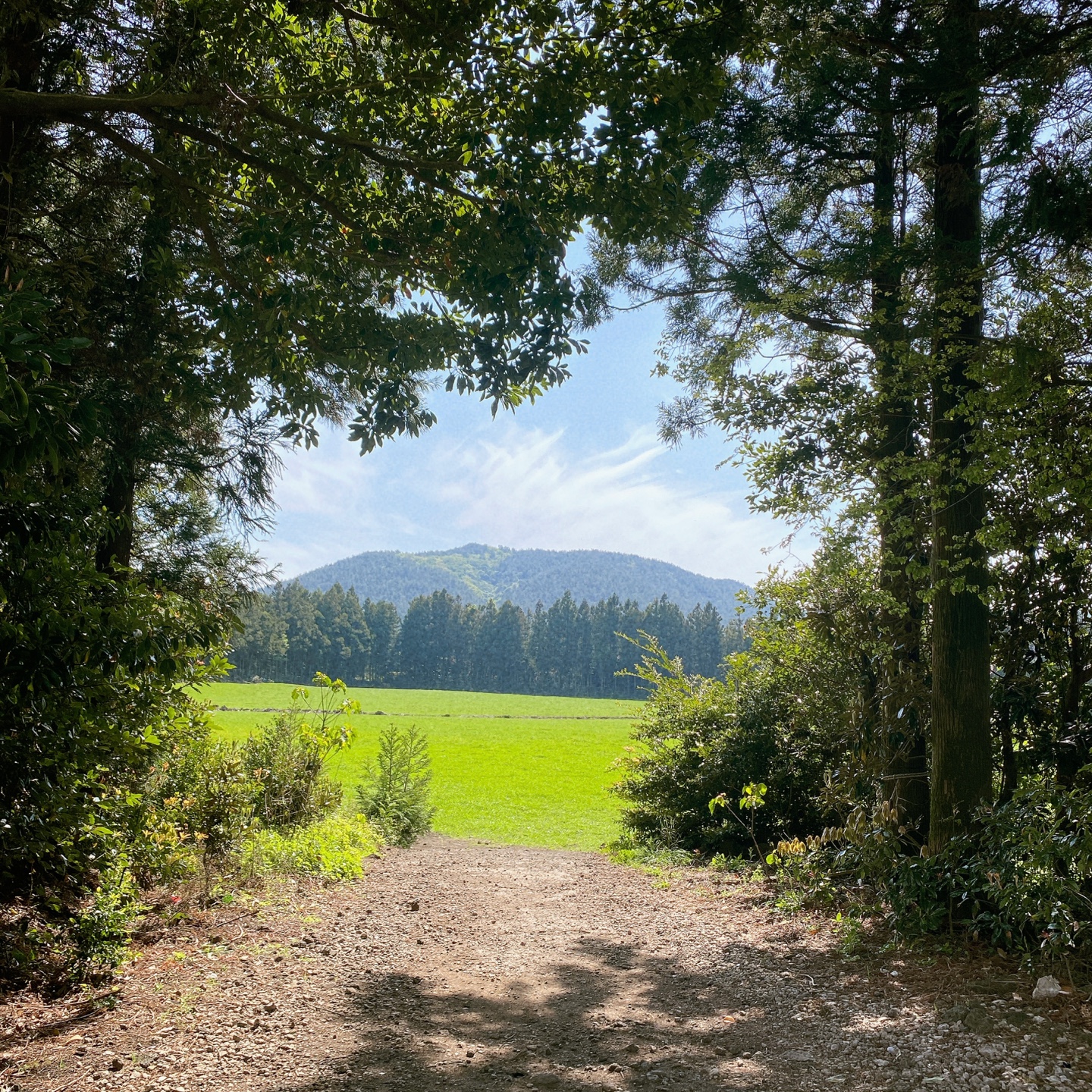제주 구좌 송당무끈모루 안돌오름 밧돌오름 웨딩포토존 웨딩촬영 대형베이커리 카페 안도르 andor 인생샷