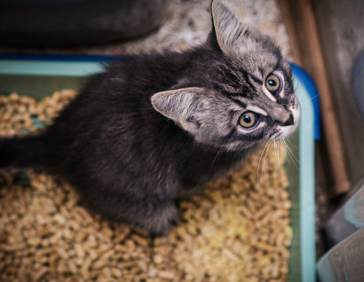 화장실에 있는 아기 고양이.