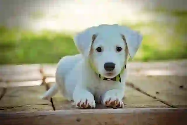 반려동물_puppy