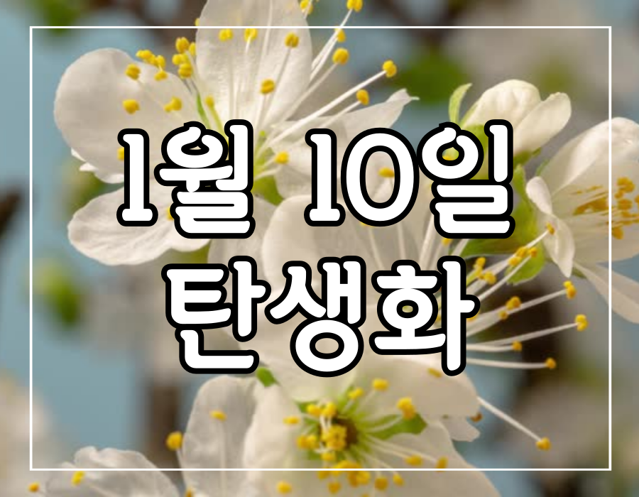 이 이미지는 1월 10일 탄생화 매화 꽃말 선물하기 포스팅의 대표 이미지 입니다.