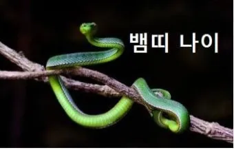 2025 뱀띠 나이 53년 65년 77년 89년 01년생 정리_16