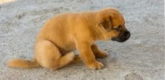 강아지 엉덩이 들이미는 이유 애정표현인지_10