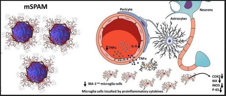 노화의 주범 활성산소