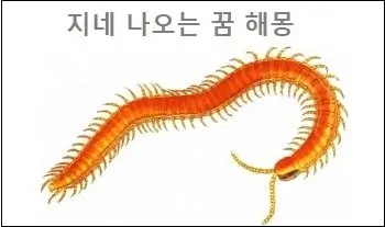 지네 나오는 꿈 해몽
