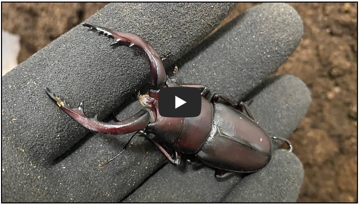 곤충 유튜버 순위 TOP 10 1