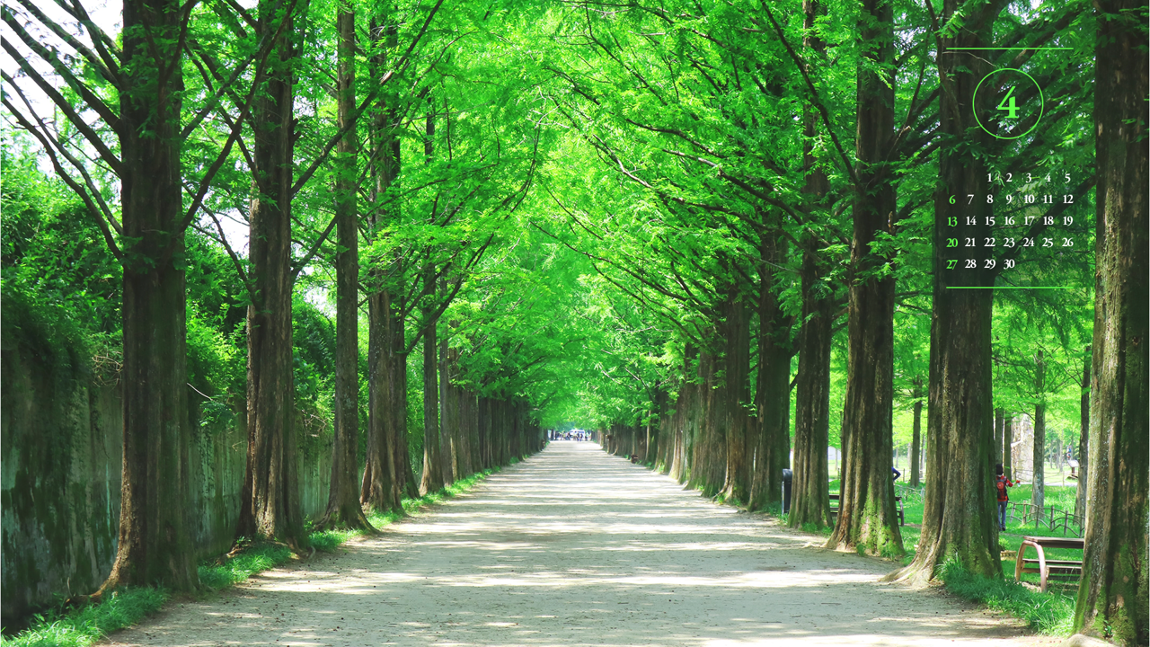 01 메타세콰이어길 A - 2025년4월 노트북배경화면