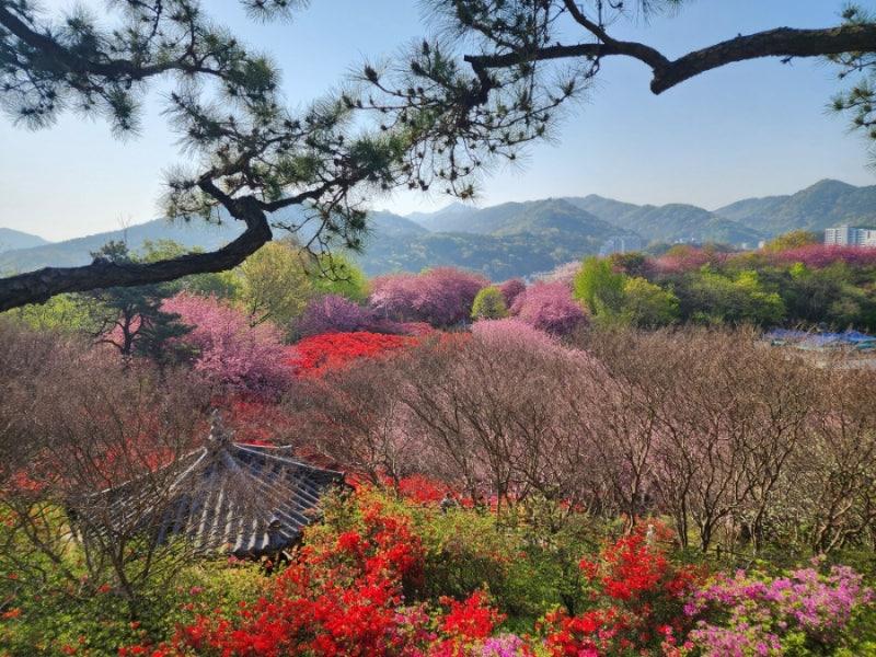 전주 완산 칠봉 꽃동산 벚꽃 유채꽃 명소 꽃구경 가는 방법