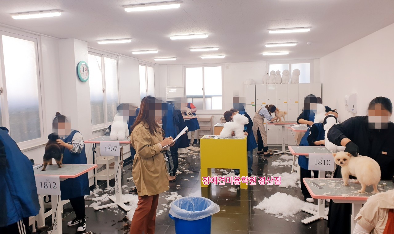 정애견미용학원경산점 대구애견미용학원