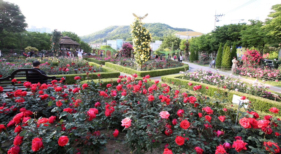 대구 이곡 장미공원 장미축제 - 위치, 축제 일정, 볼거리 총정리
