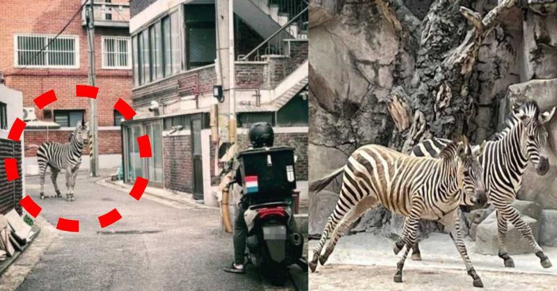 탈출했던 얼룩말 세로 근황