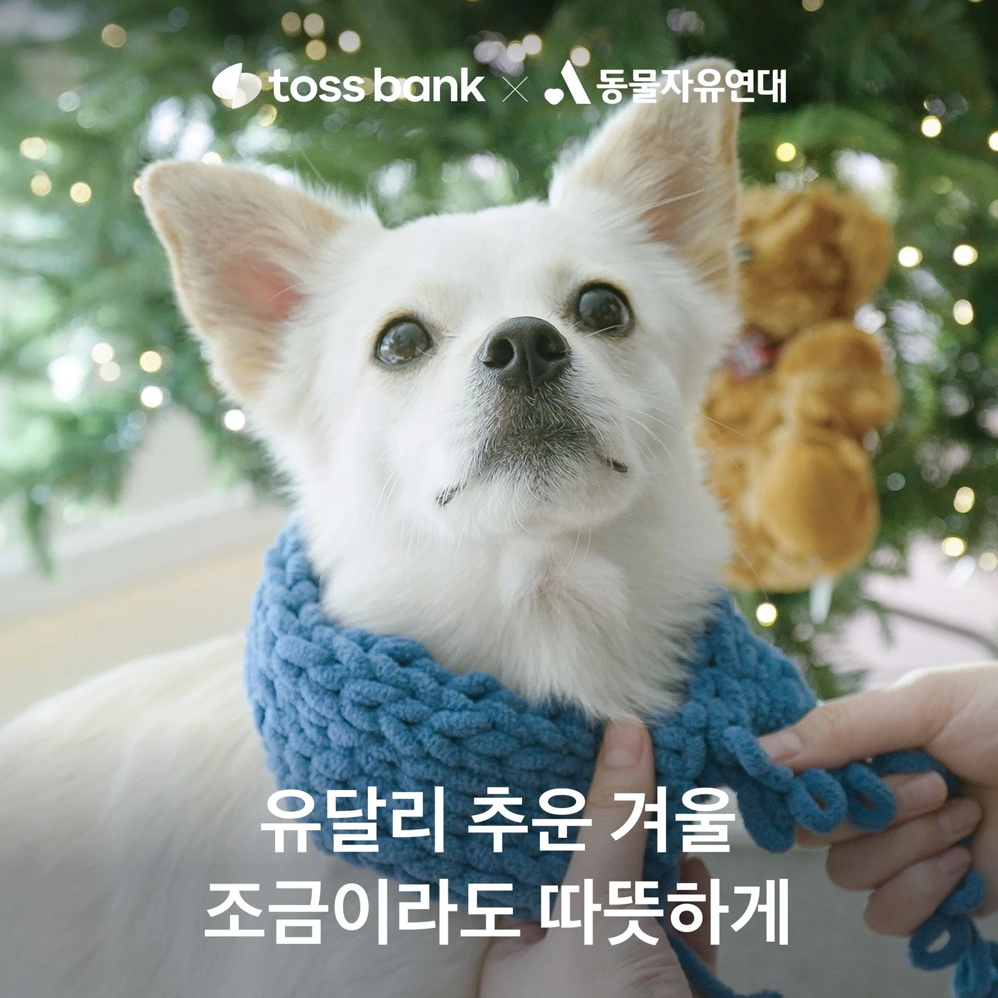 추운 겨울 반려동물 유기동물 기부