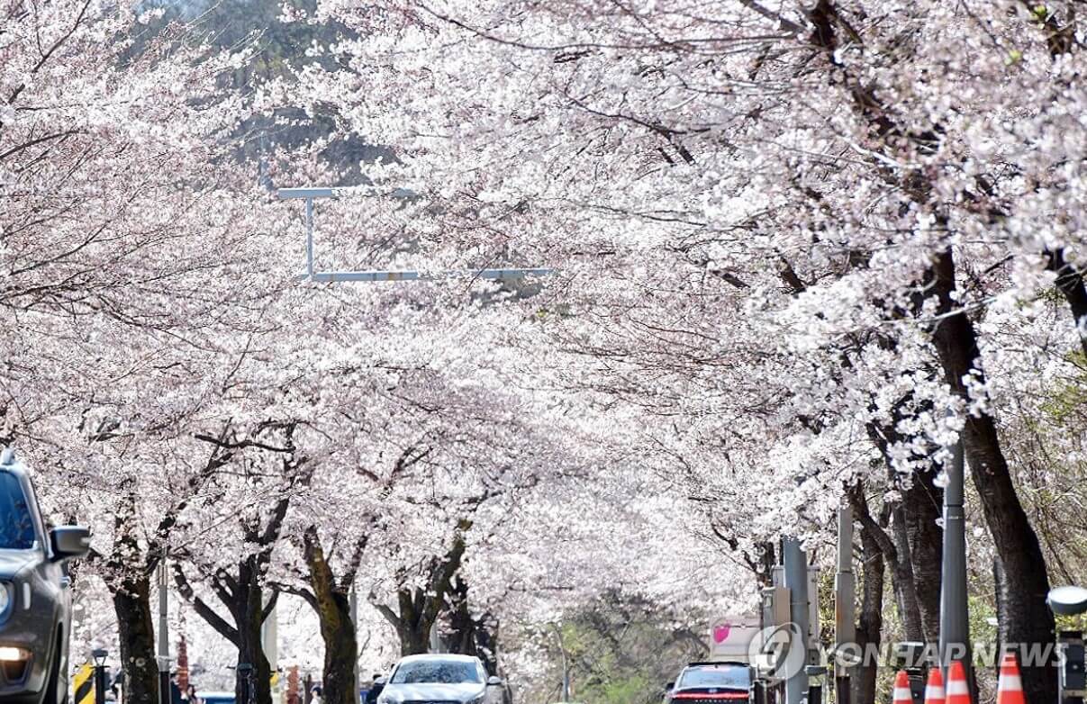 설악산 벚꽃길
