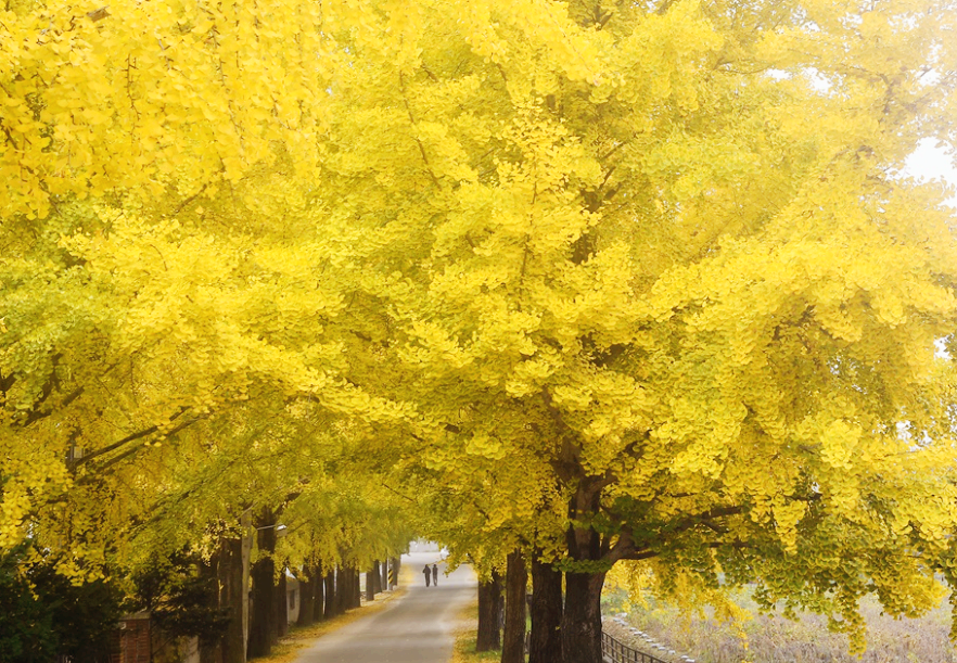 의동마을 은행나무길
