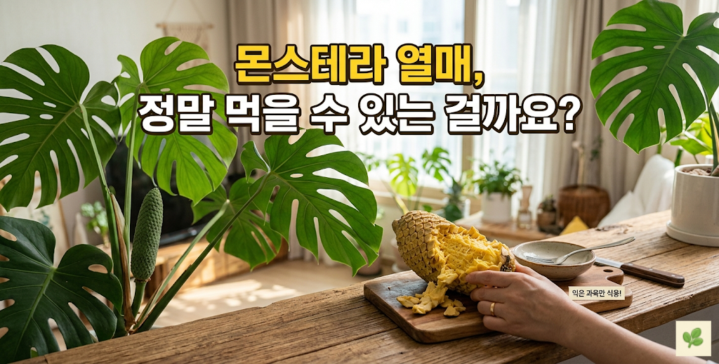 몬스테라 열매, 정말 먹을 수 있는 걸까요