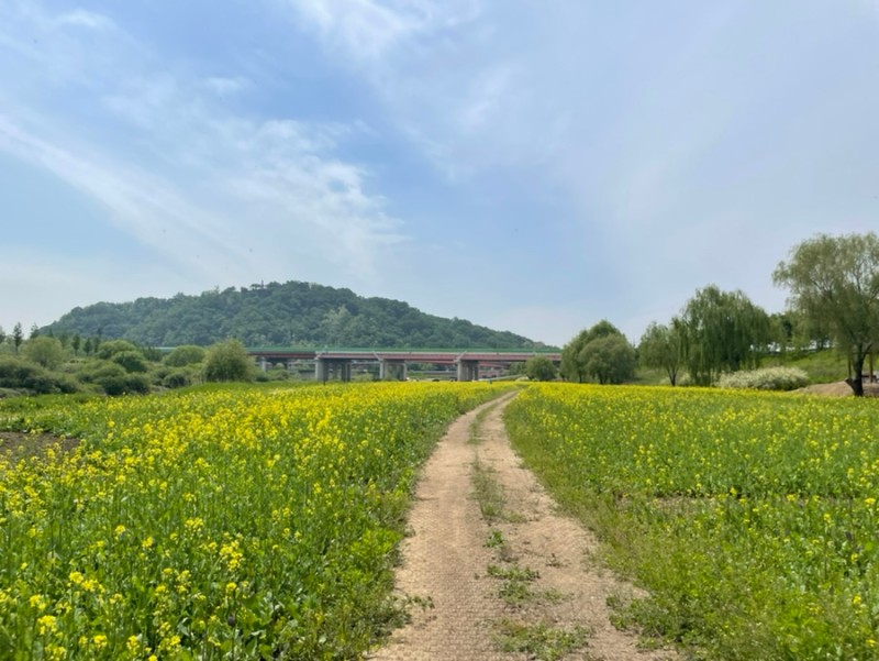  2024 창릉천 유채꽃 축제 특징