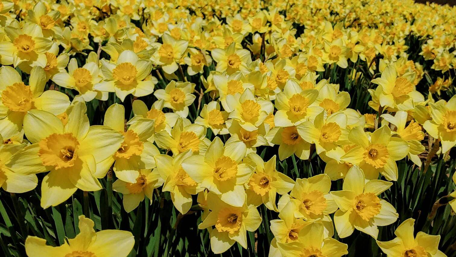 수선화, 봄을 알리는 아름다운 꽃