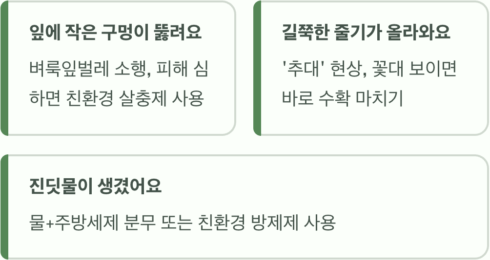 실패 없는 겨자잎 키우기 A to Z (씨앗부터 수확까지)